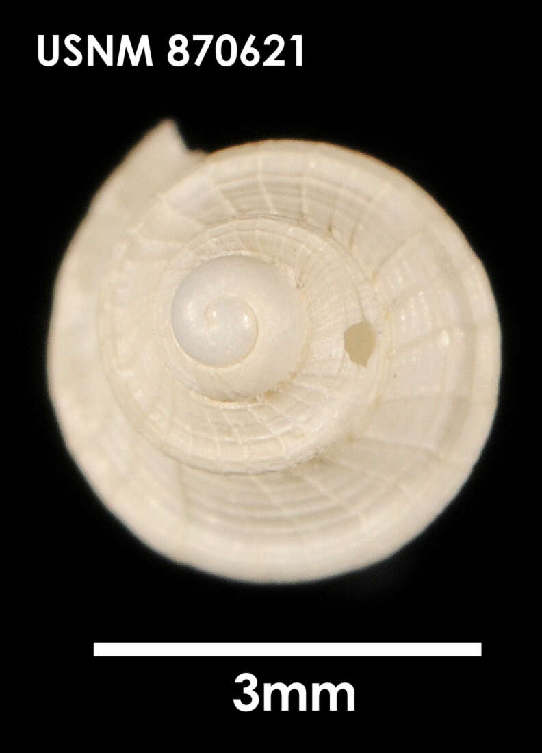 Image of Falsitromina tricarinata (Powell 1951)