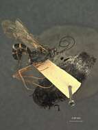 Image of Exetastes lasius Cushman 1937