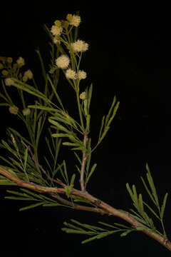 <i>Mimosa acantholoba</i> var. <i>eurycarpa</i>的圖片