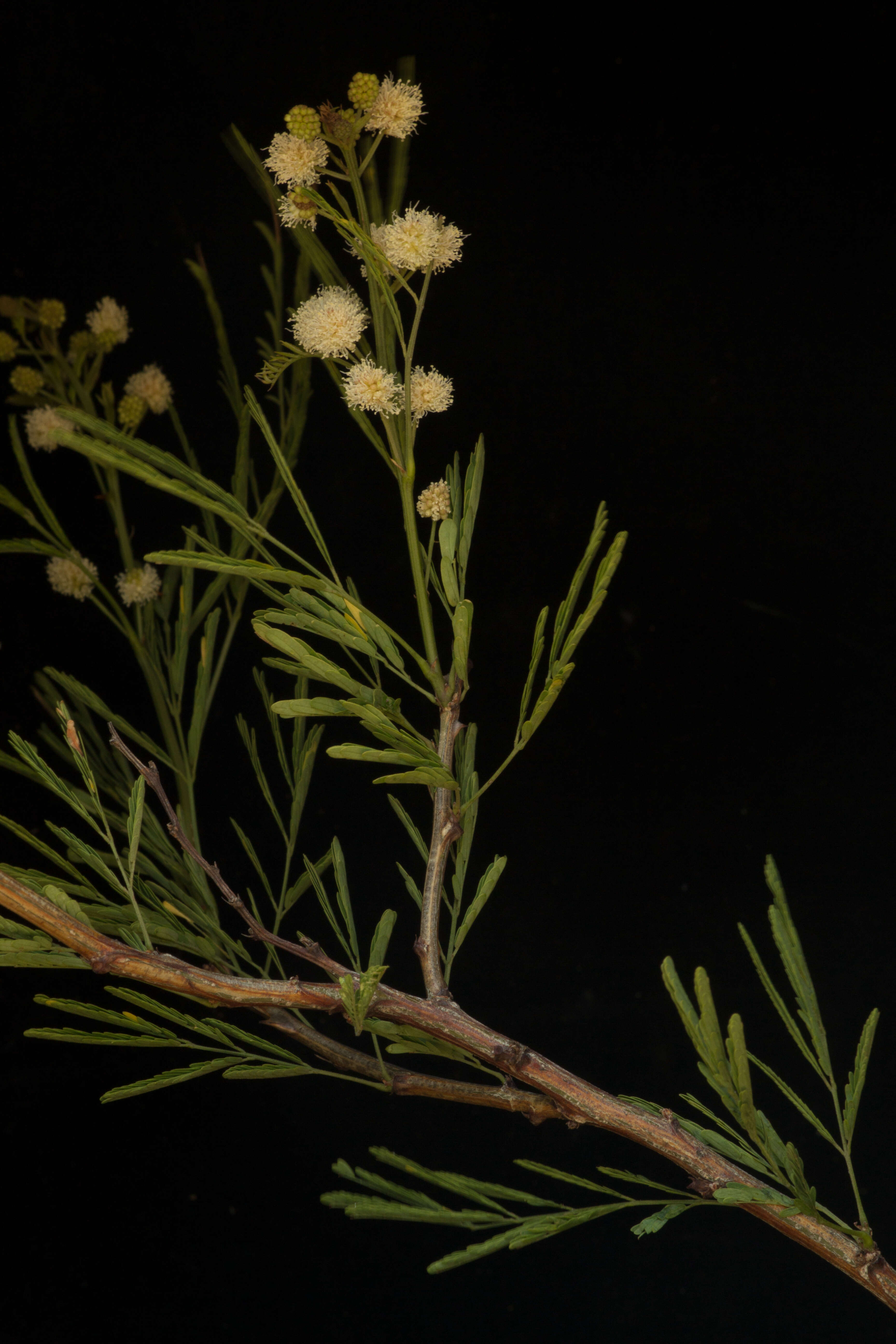 Image of <i>Mimosa acantholoba</i> var. <i>eurycarpa</i>