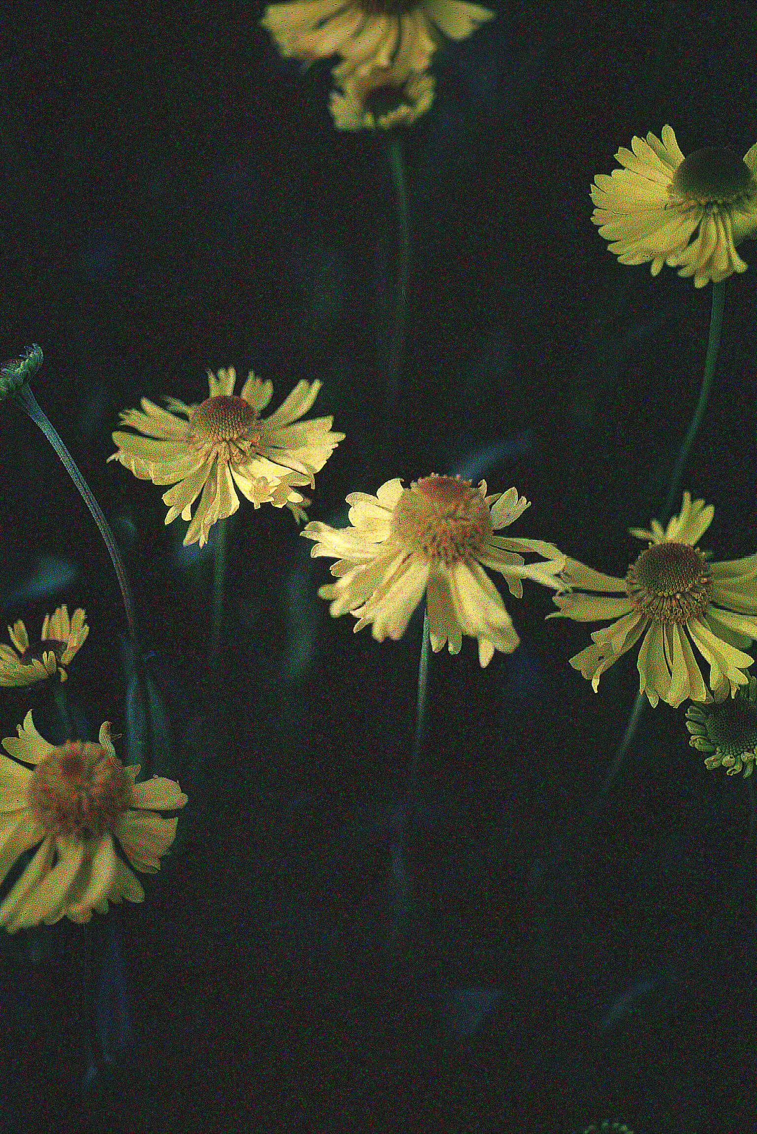 Image of Bigelow's sneezeweed