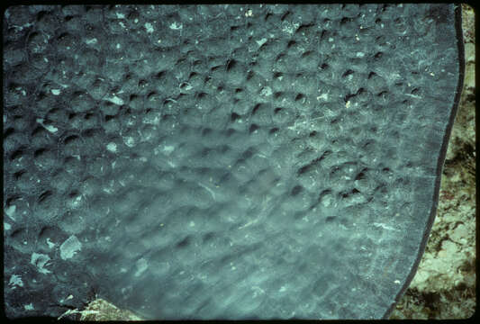 Image of Ridgeless Cactus Coral