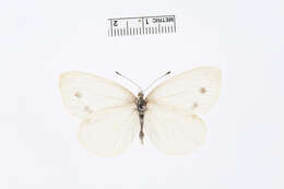 Image of Pieris Hübner 1819