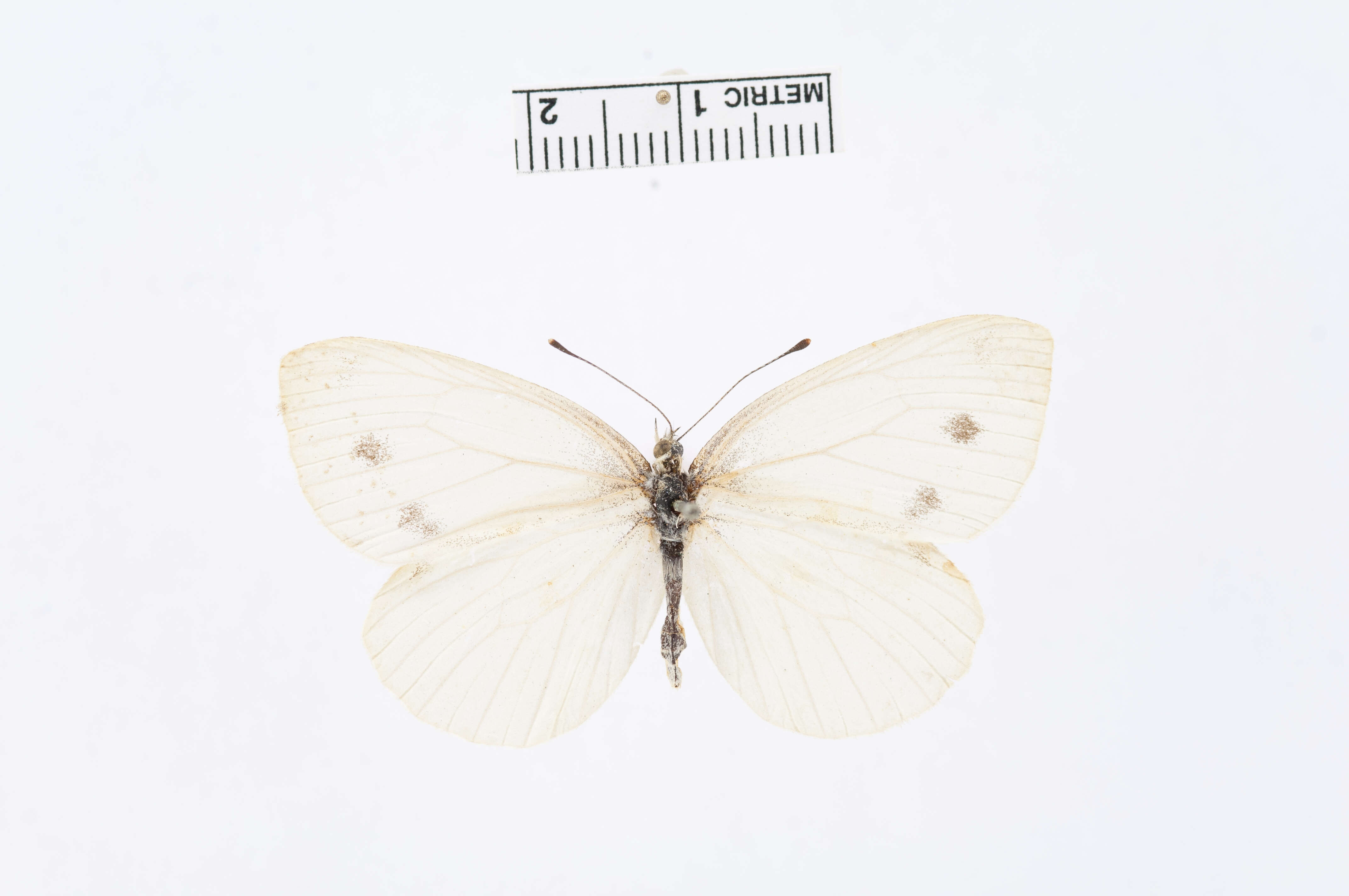 Image of Pieris Hübner 1819