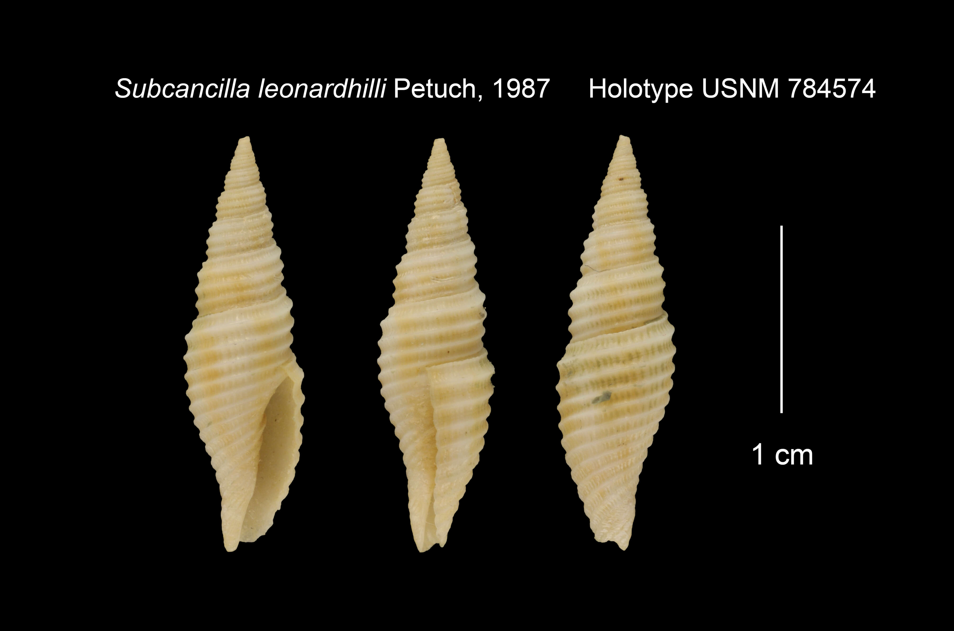 Image of Subcancilla leonardhilli Petuch 1987