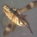 Cyanopterus depressi Viereck 1912 resmi