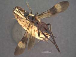 Image of Cyanopterus depressi Viereck 1912