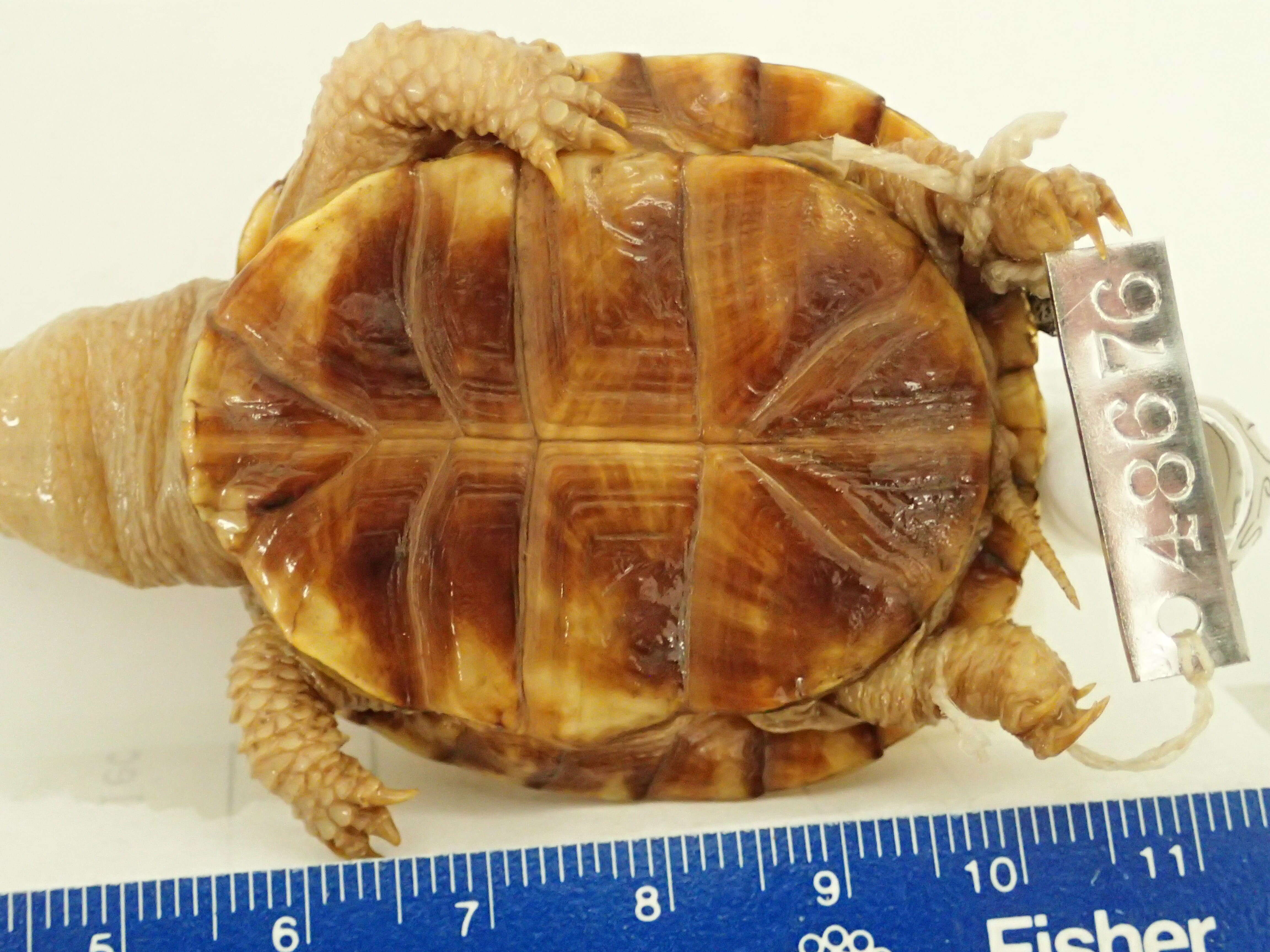 Image of American Box Turtle