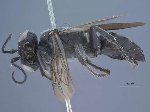 Image of Tachysphex drymobius Pulawski ex Krombein & Pulawski 1994