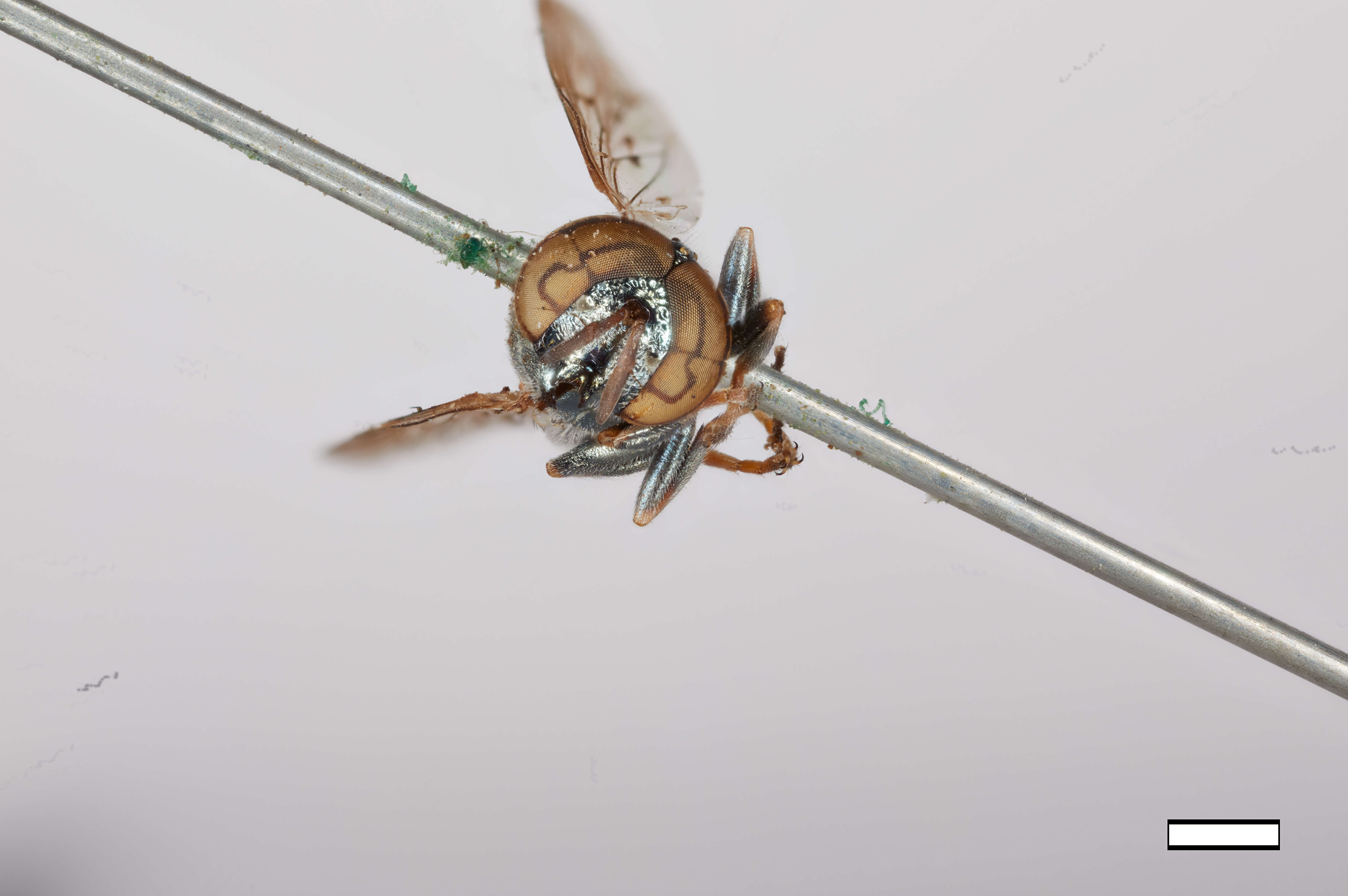 Image of Chrysogaster bellulus Williston