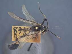 Image of Ichneumon Linnaeus 1758