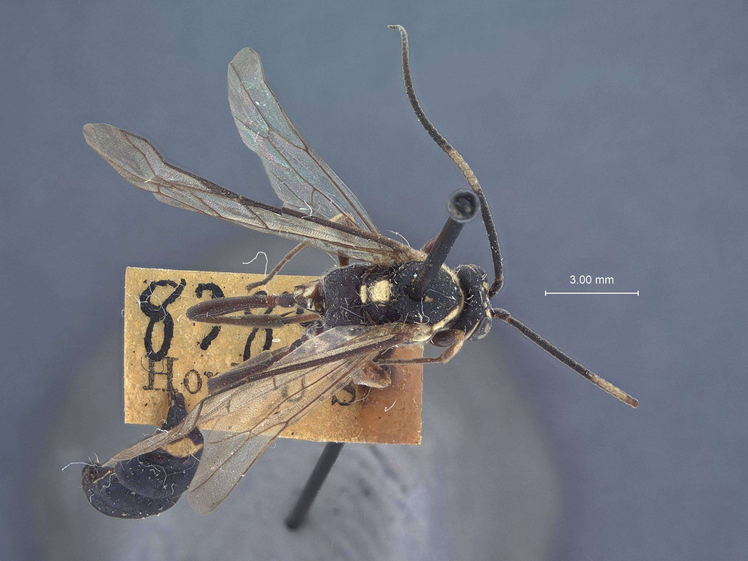 Sivun Ichneumon Linnaeus 1758 kuva