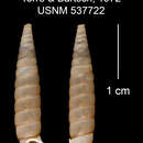 Imagem de Tomelasmus chorrerensis C. Torre & Bartsch 1972