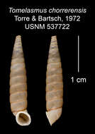 Imagem de Tomelasmus chorrerensis C. Torre & Bartsch 1972