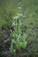 Image of roundleaf thoroughwort