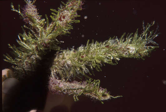 Image of Caulerpa webbiana