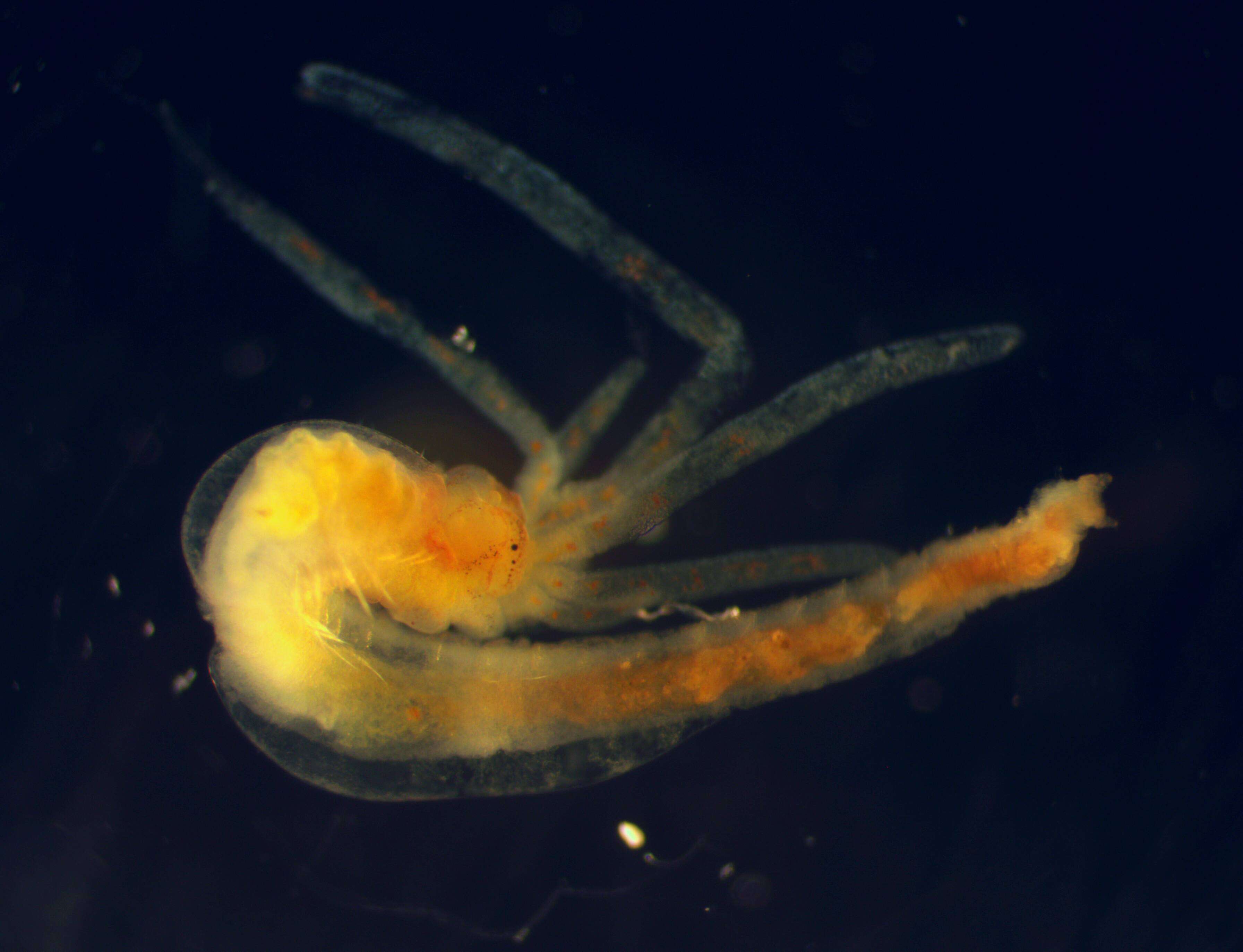 Image of Terebellidae