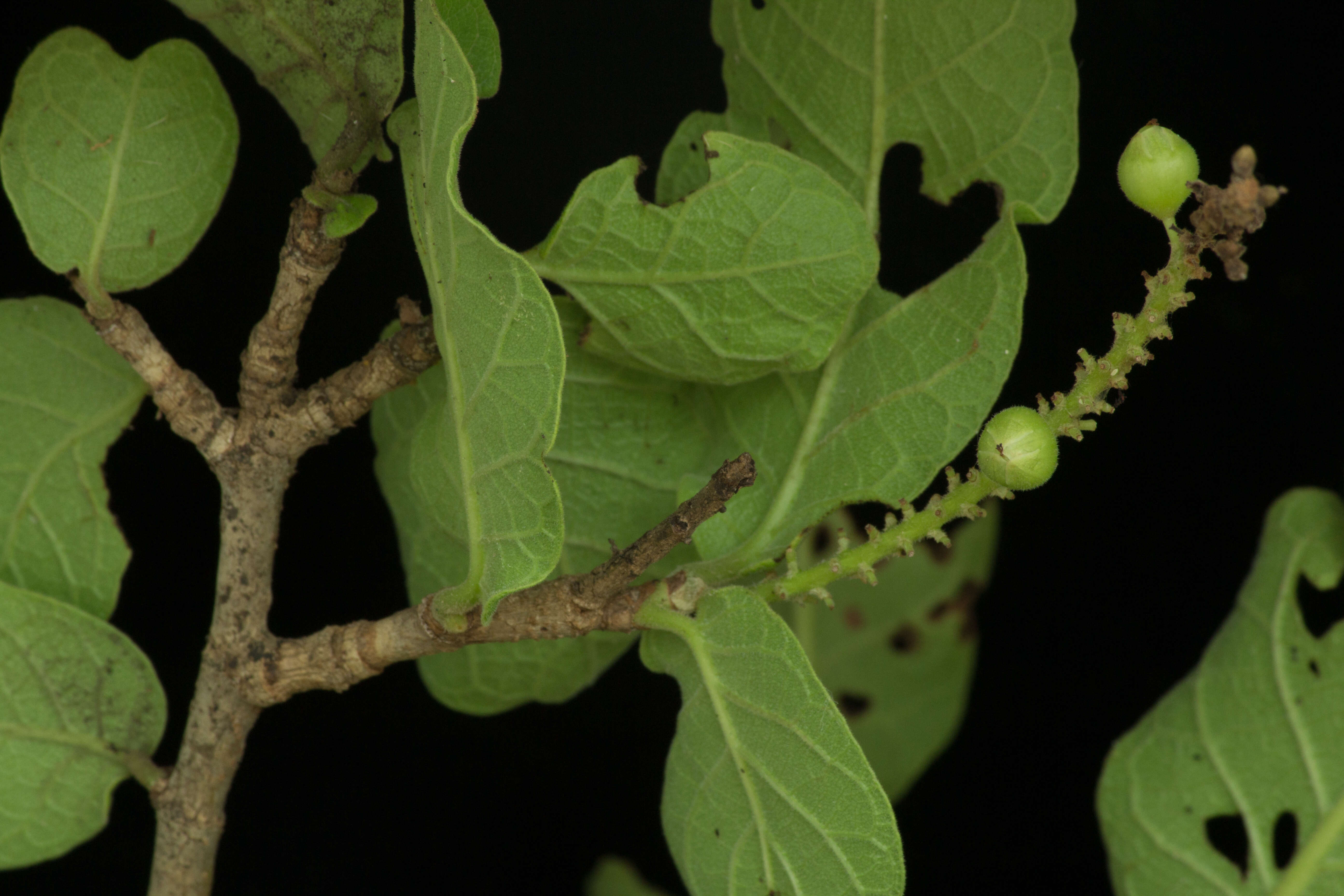 Coccoloba liebmannii Lindau resmi