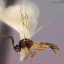 صورة Aphidius alius Muesebeck 1958