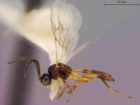 Image of Aphidius alius Muesebeck 1958