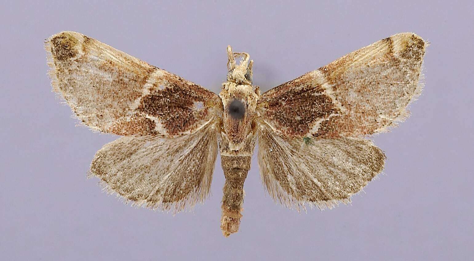 Image of Pocopaschia bellangula Dyar 1914