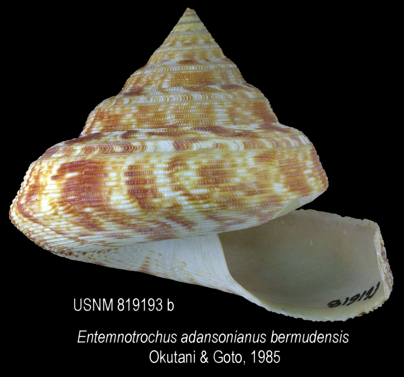 Image of Entemnotrochus P. Fischer 1885