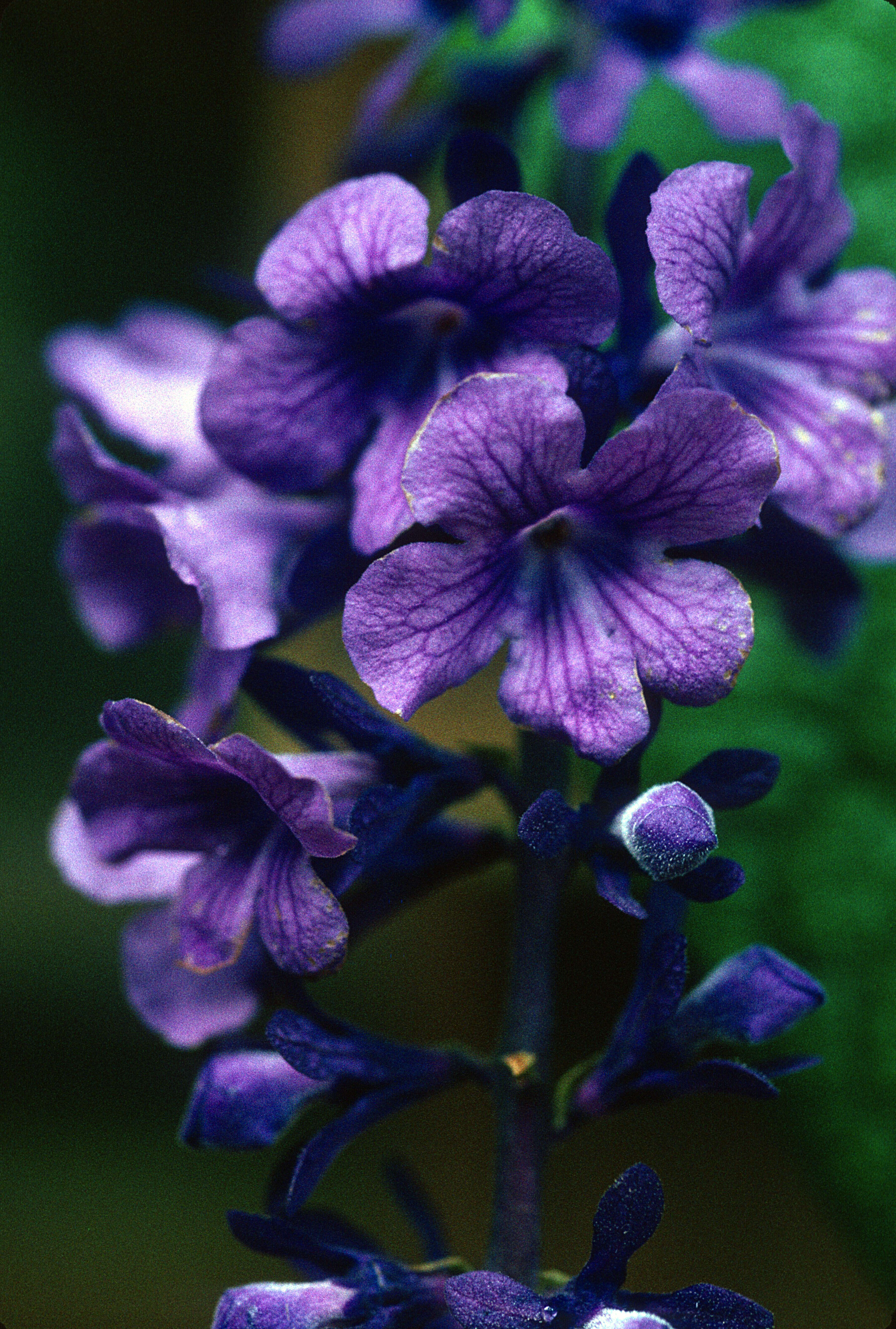 Image of Petrea bracteata Steud.