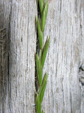 Image of Slender Wild Rye