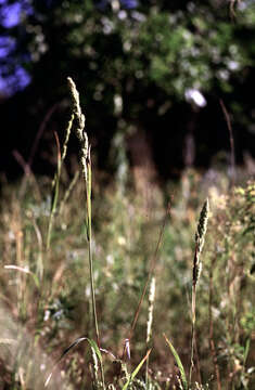 Image de Muhlenbergia glomerata (Willd.) Trin.