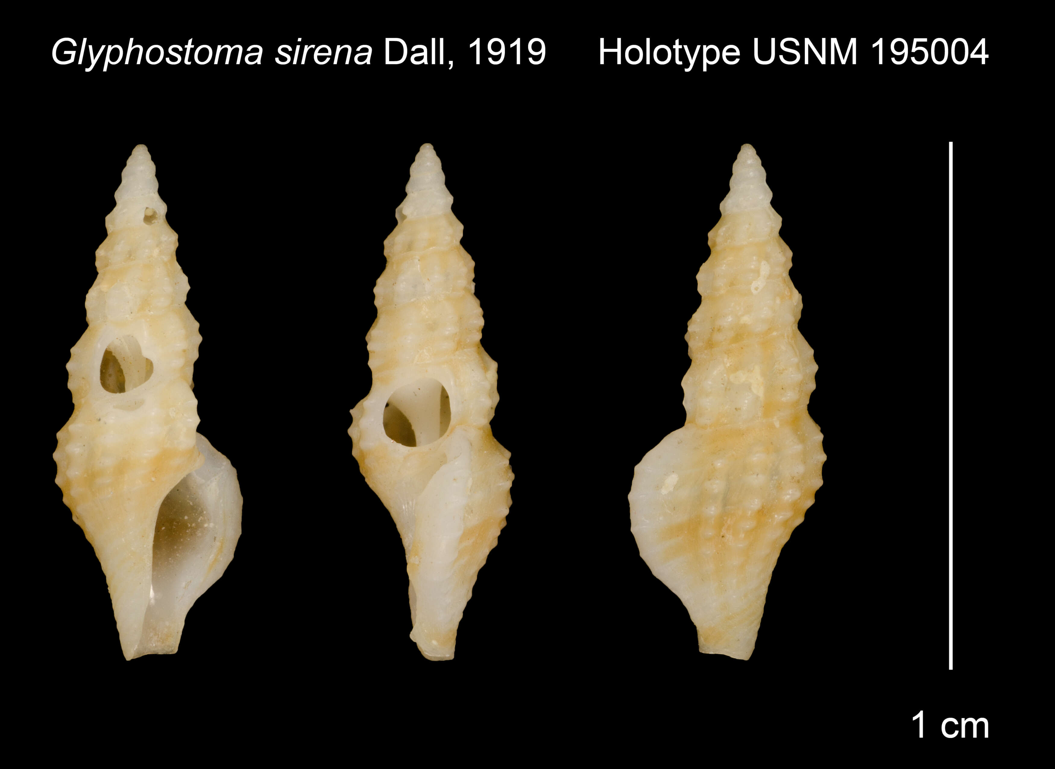 Image of Lienardia siren (E. A. Smith 1904)