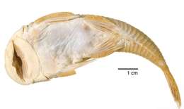 Plancia ëd Chaetostoma anomalum Regan 1903