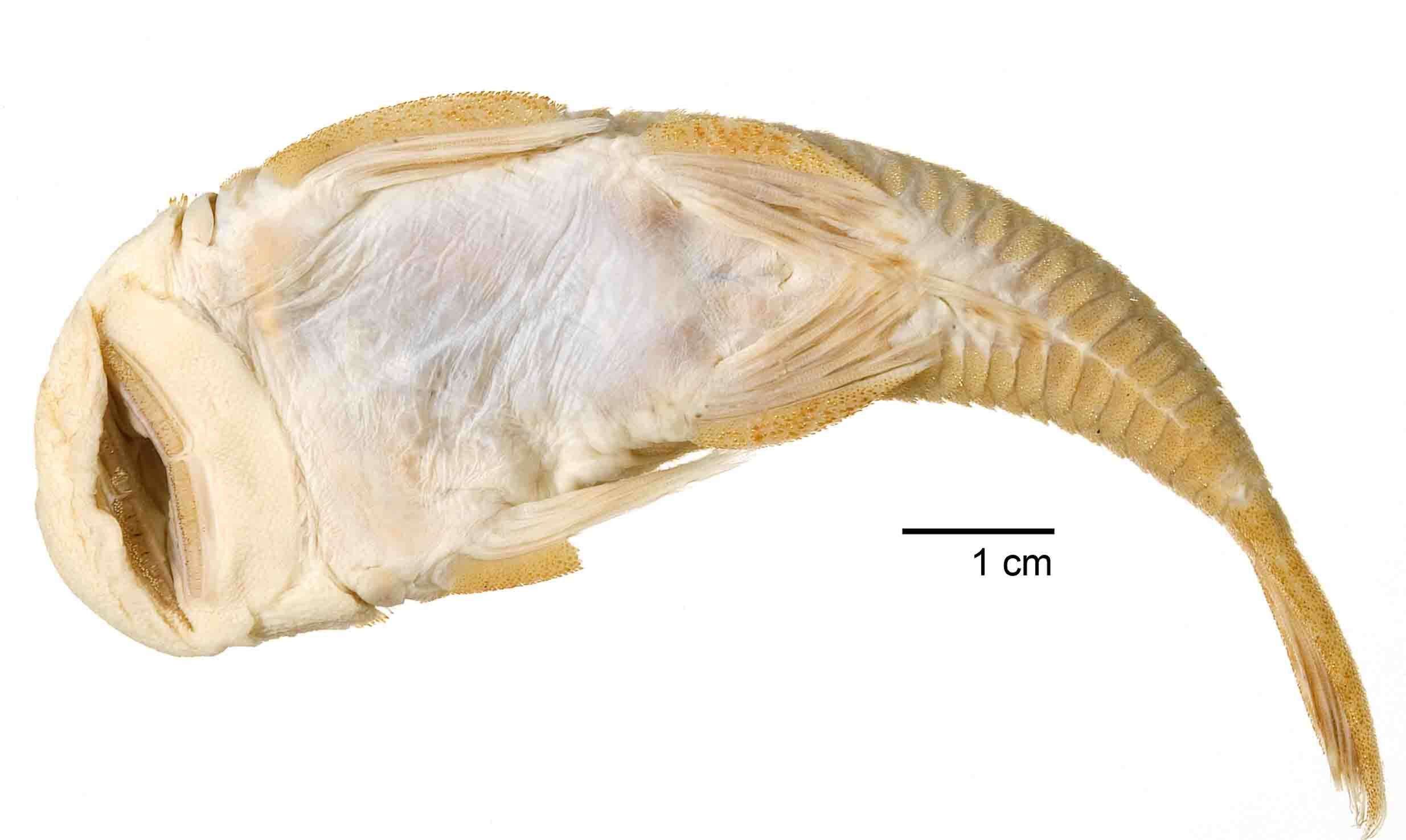 Plancia ëd Chaetostoma anomalum Regan 1903