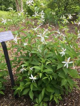 Plancia ëd Gillenia trifoliata (L.) Moench