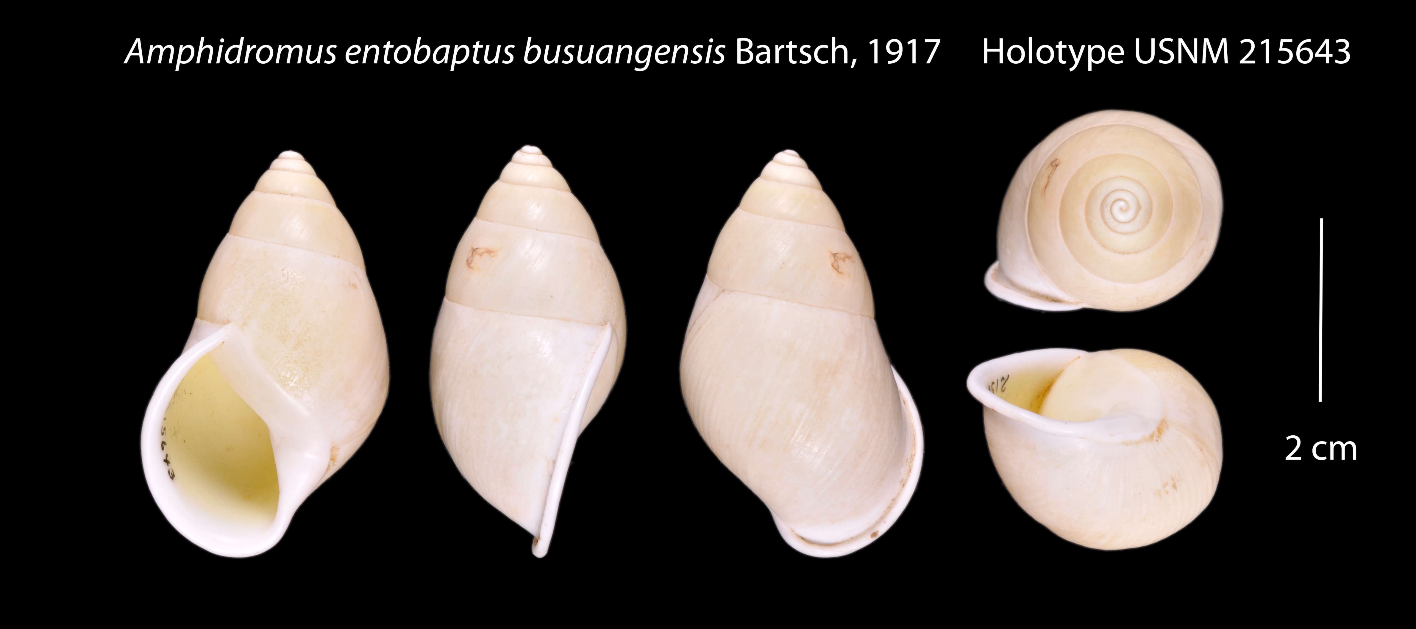Image of <i>Amphidromus entobaptus busuangensis</i> Bartsch