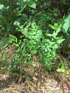 Image de Comandra umbellata subsp. umbellata