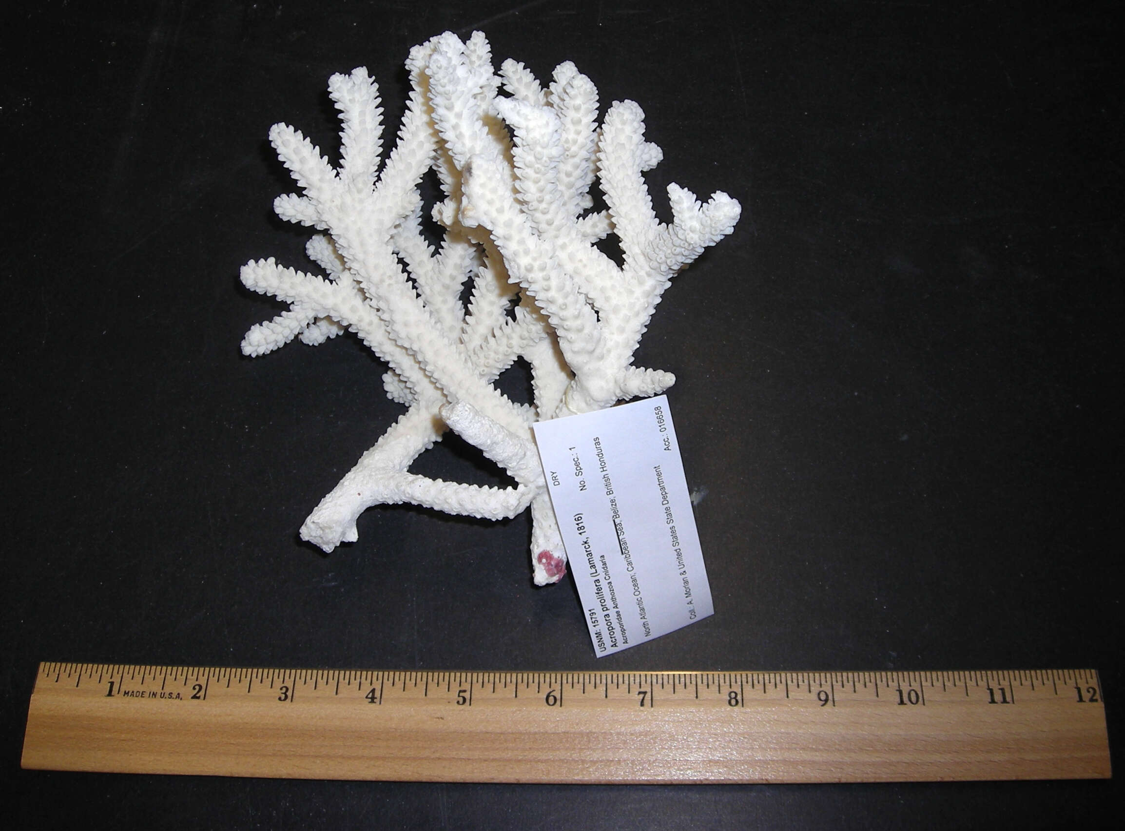 Image of Eight-ray finger coral