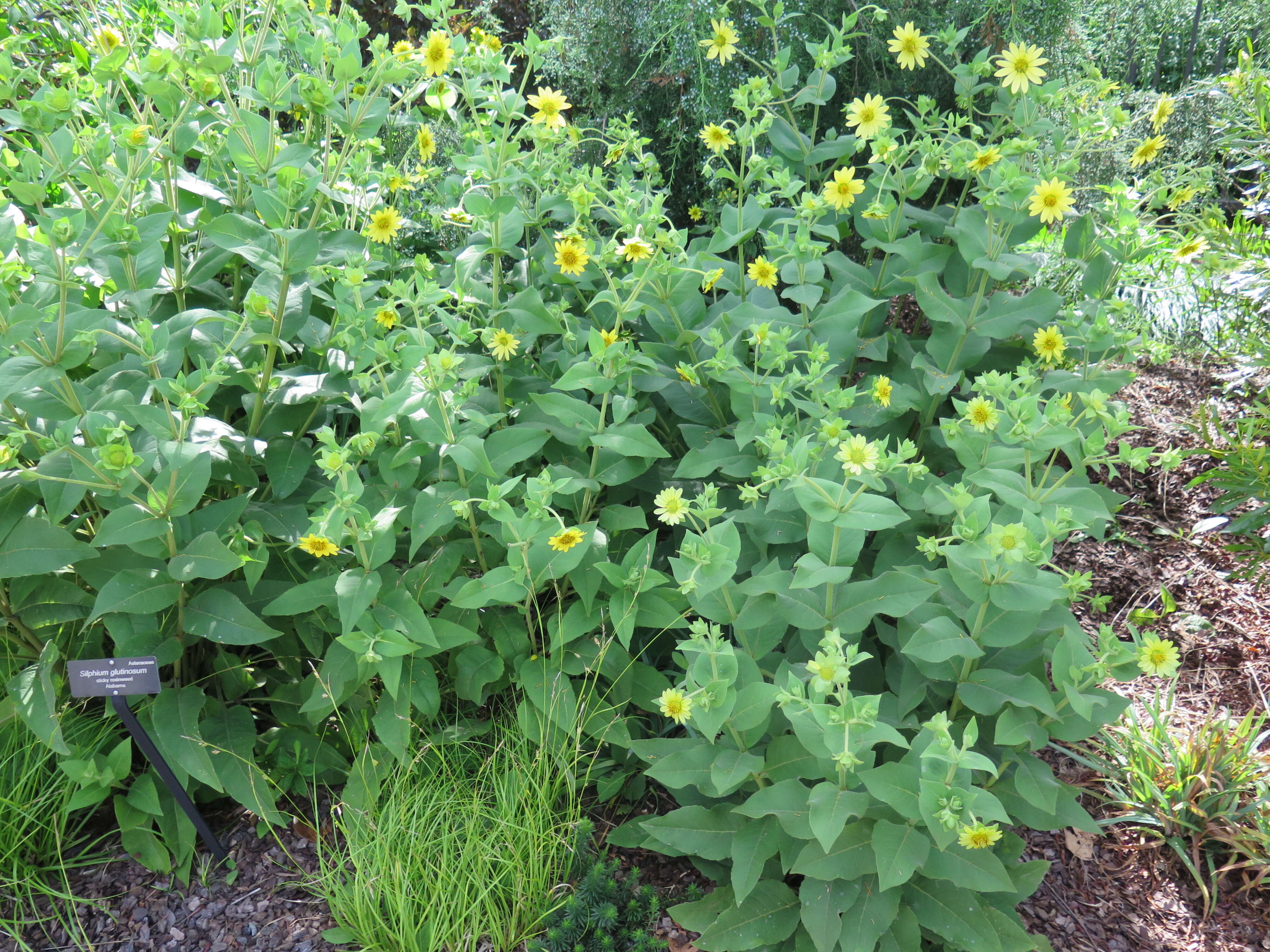 Image de Silphium glutinosum J. R. Allison