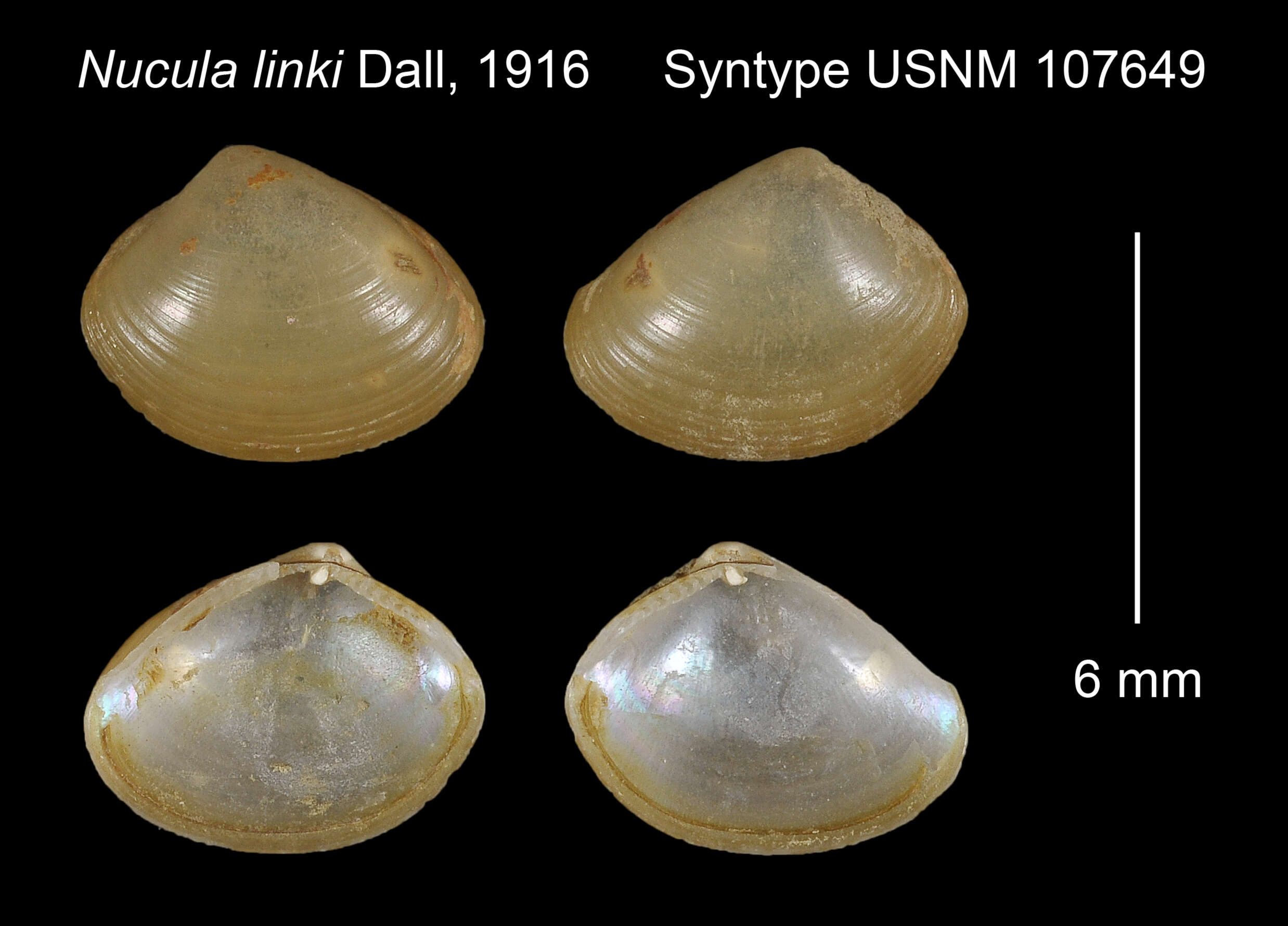 Image of Ennucula linki (Dall 1916)