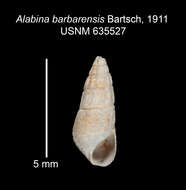 Image of Alabina barbarensis Bartsch 1911