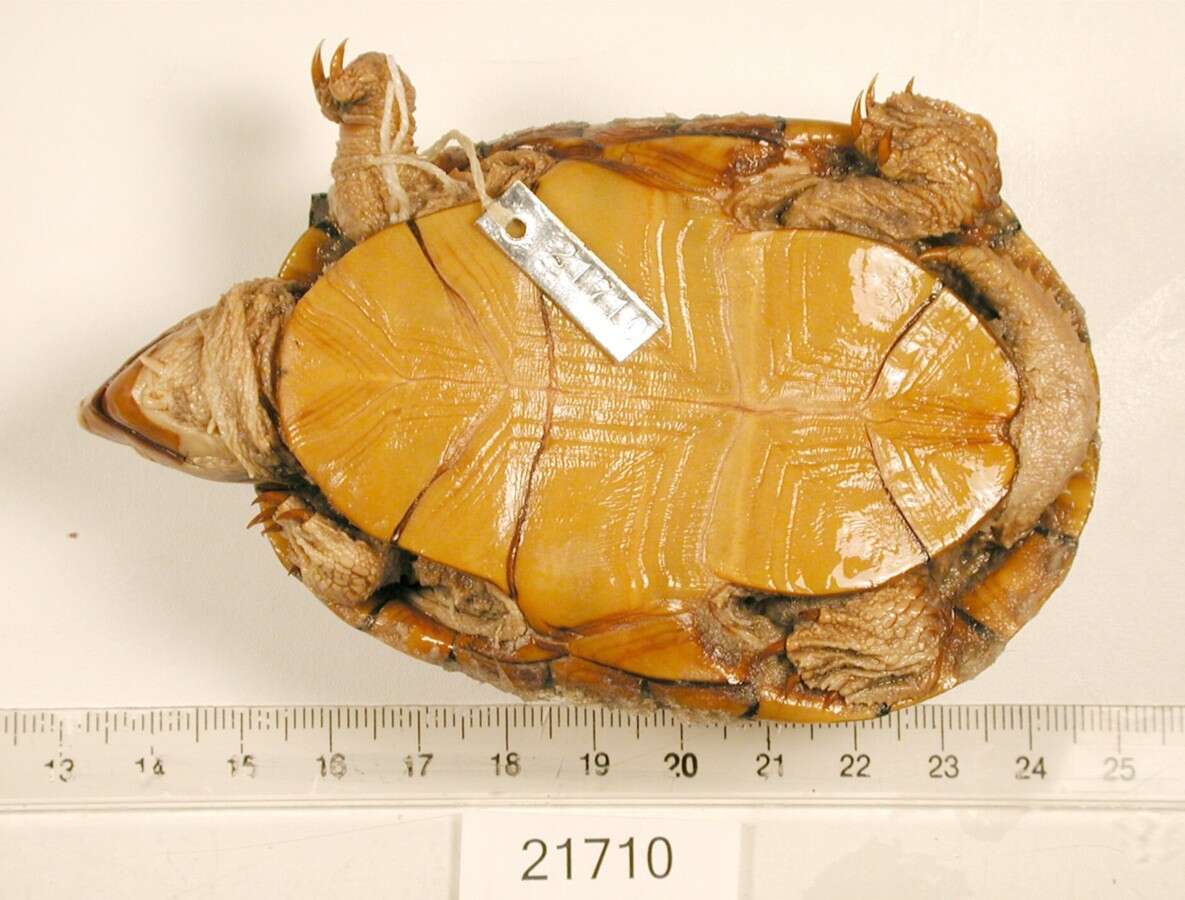 Image of Sonoyta mud turtle