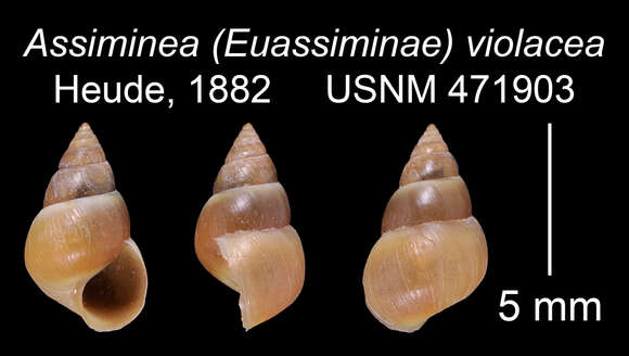 Image of Assiminea violacea Heude 1882