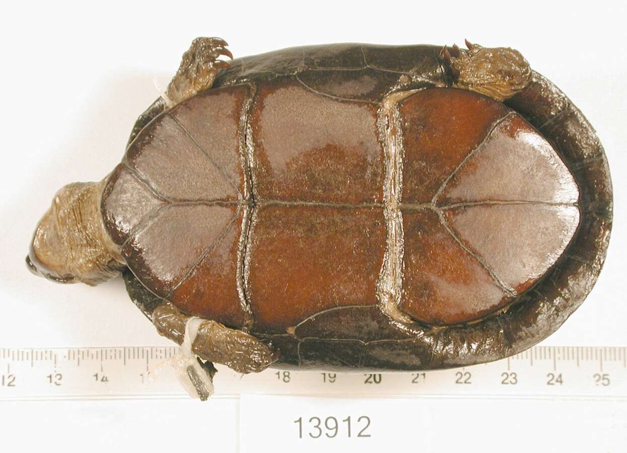 Image of Red-cheeked Mud Turtle