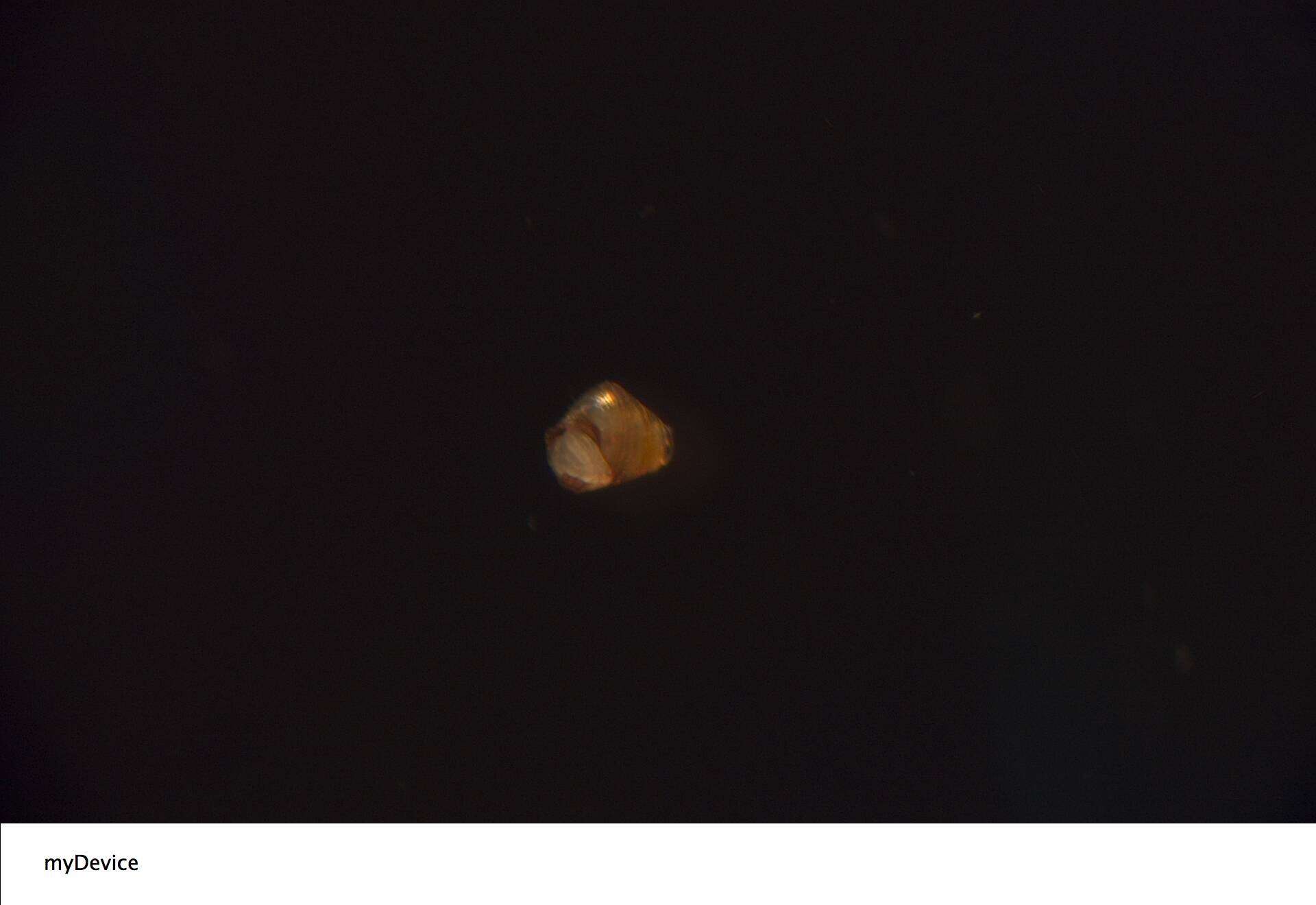 Image of Cerithiidae