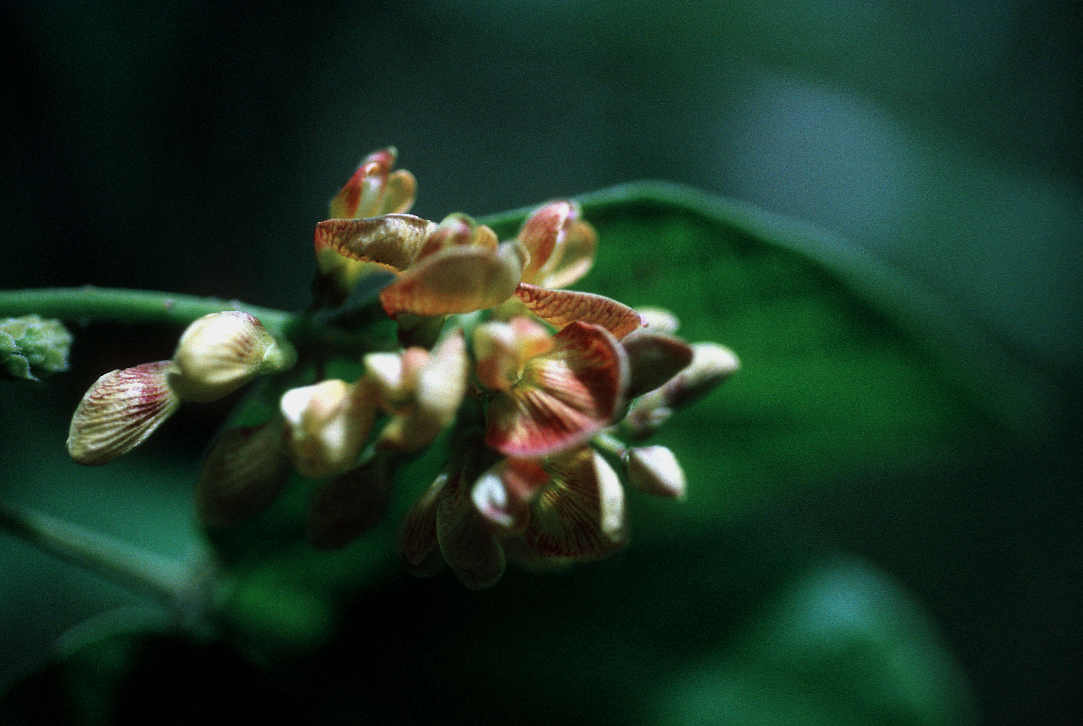 Image of Crab's-Eye