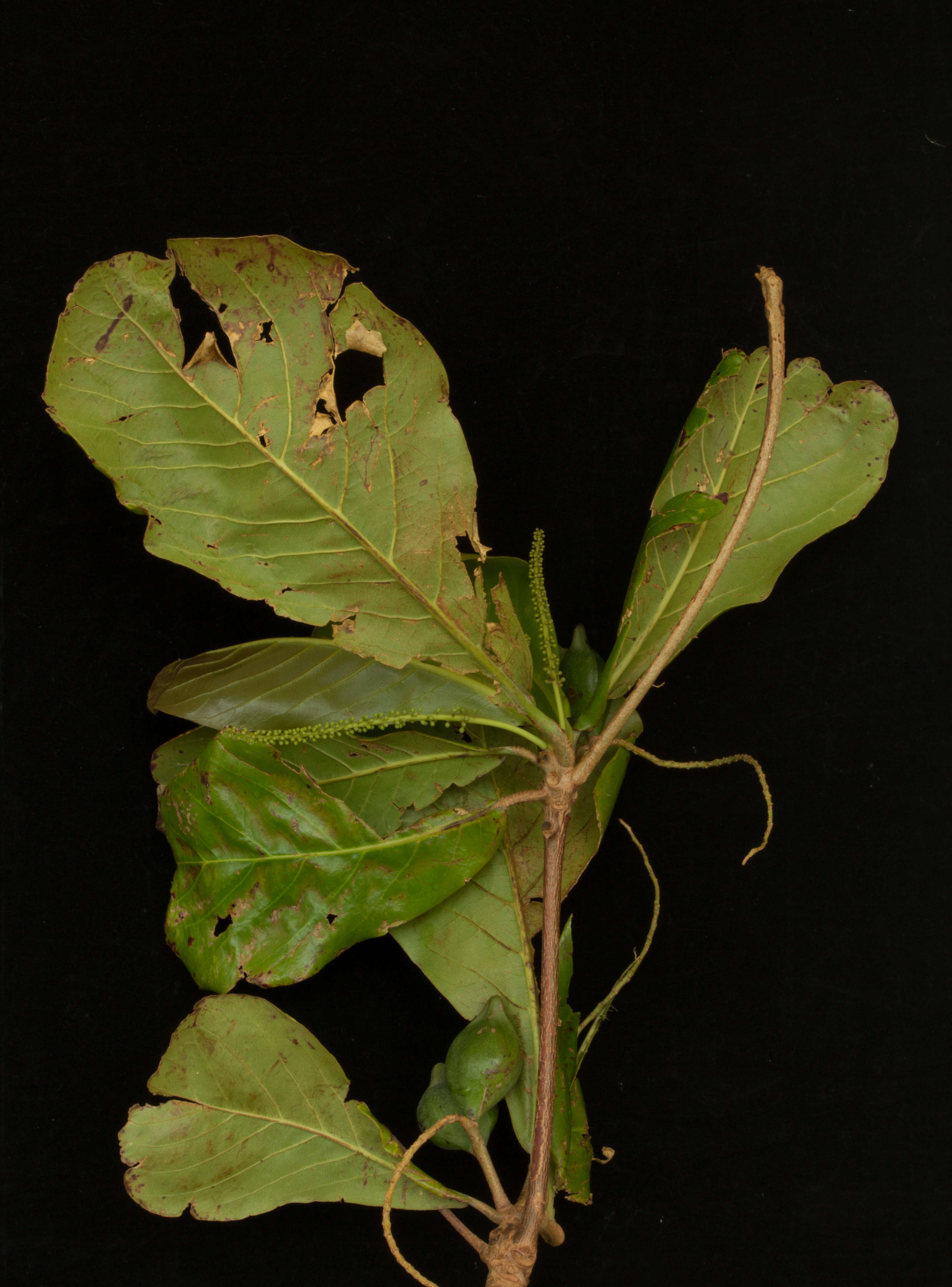 Image of tropical-almond