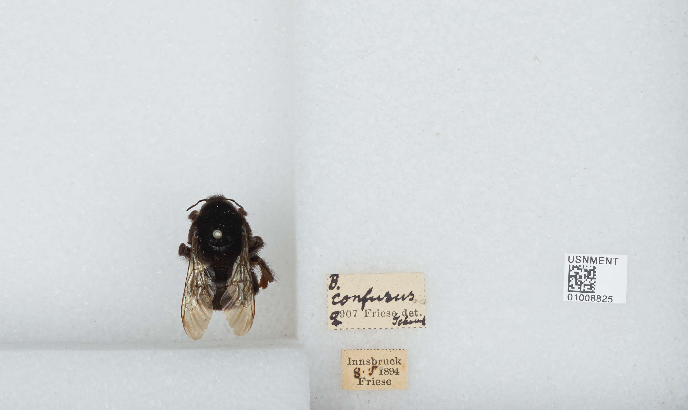 Слика од Bombus confusus Schenck 1861