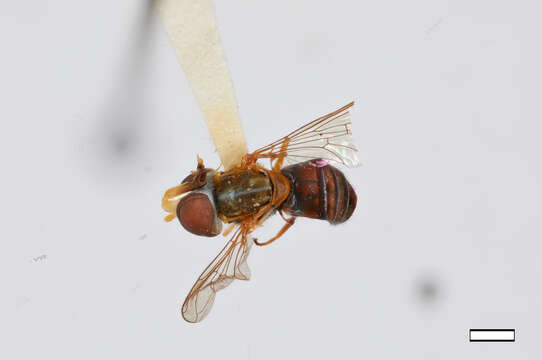 Image of Watson's Calligrapher Fly