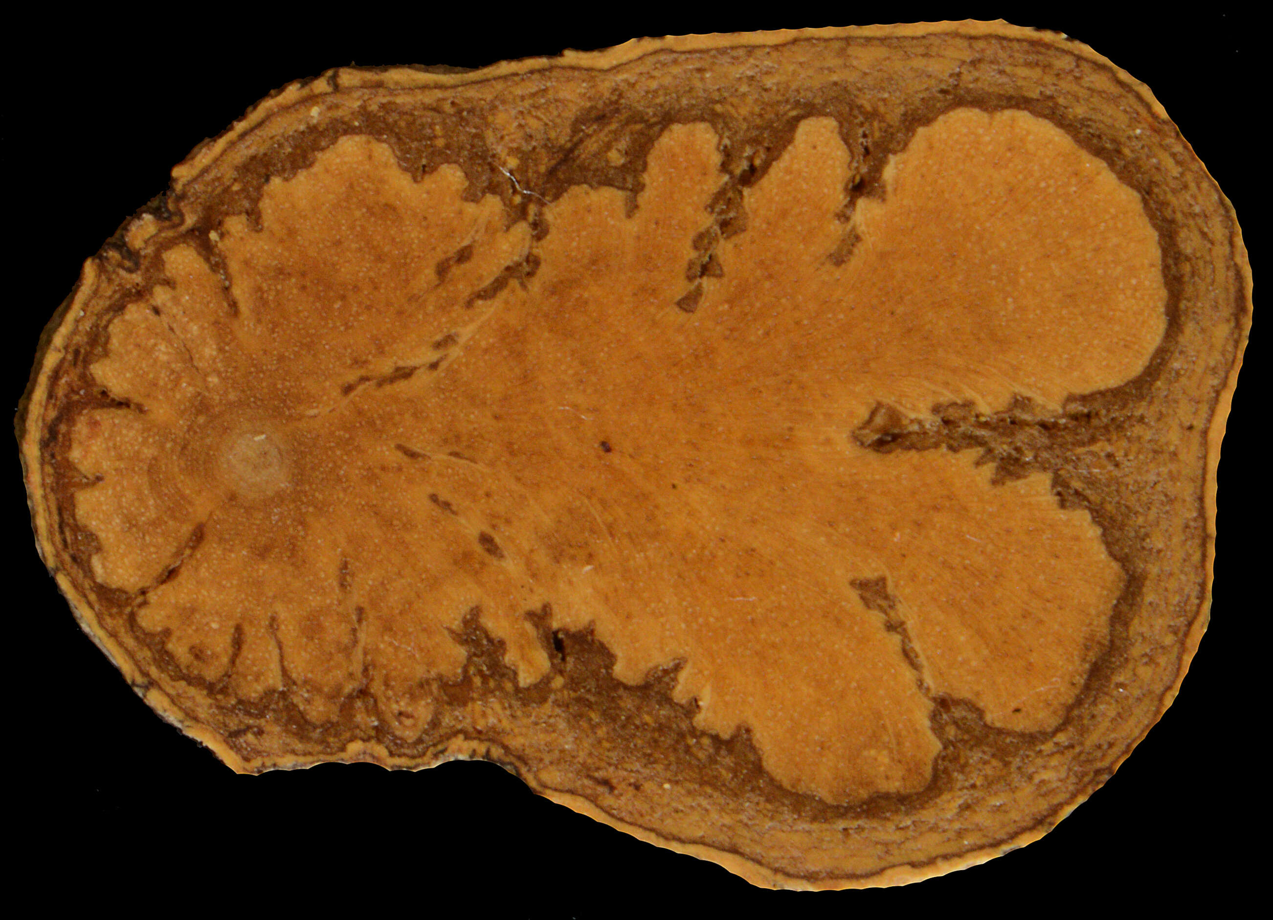 Image of Peritassa glabra (A. C. Sm.) Lombardi