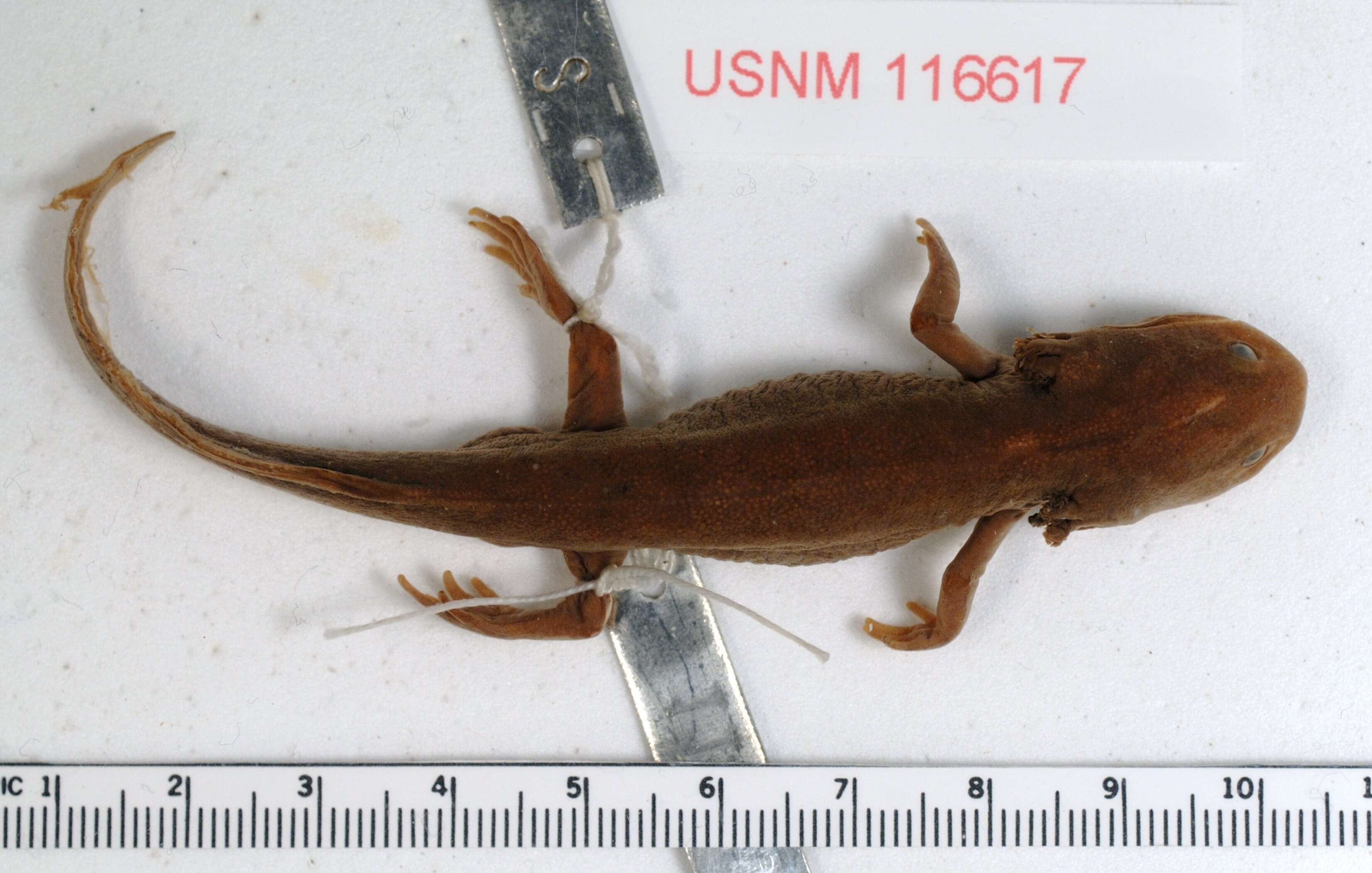 Sivun Ambystoma altamirani Dugès 1895 kuva