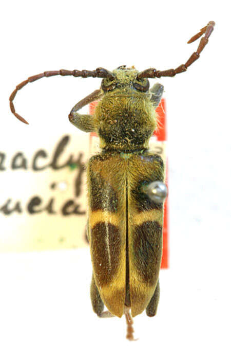 Image of Paraclytus crucialis Casey 1912
